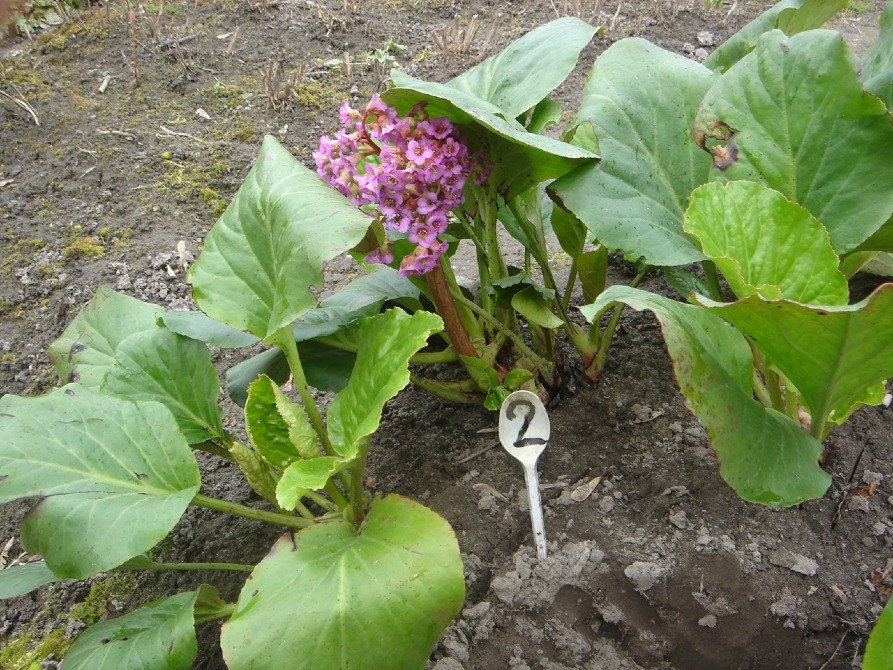 продам бадан Киев - изображение 3