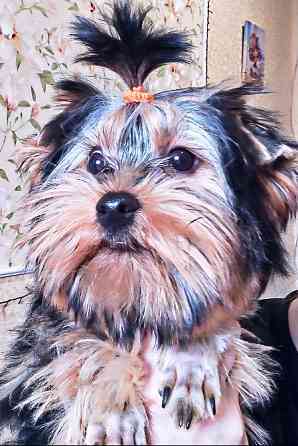 Продам цуценят йорків Павлоград