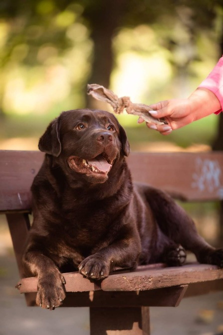 Вязка лабрадор ретрівер Київ - зображення 5