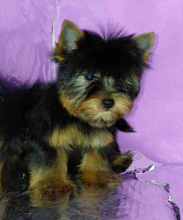 Йорко мальчик в поиске семьи Одесса