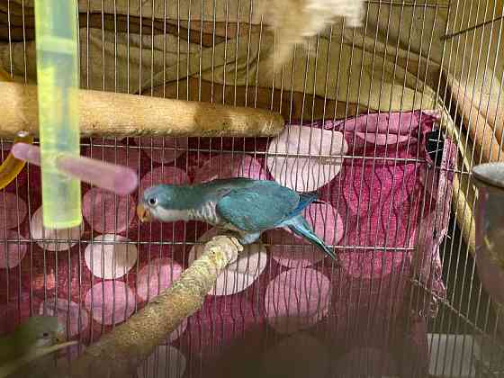 Попугай Монах. Ручные птенцы выкормыши. Монахи Калита или Квакеры Киев