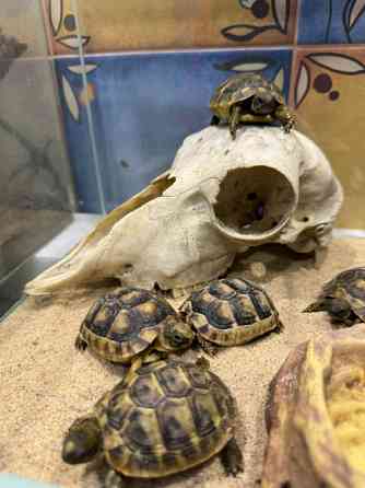 Середньоазіатська сухопутна черепаха Київ