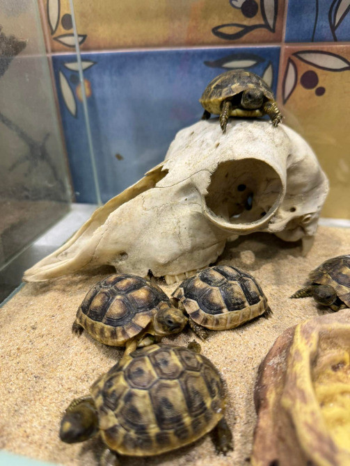 Середньоазіатська сухопутна черепаха Киев - изображение 3