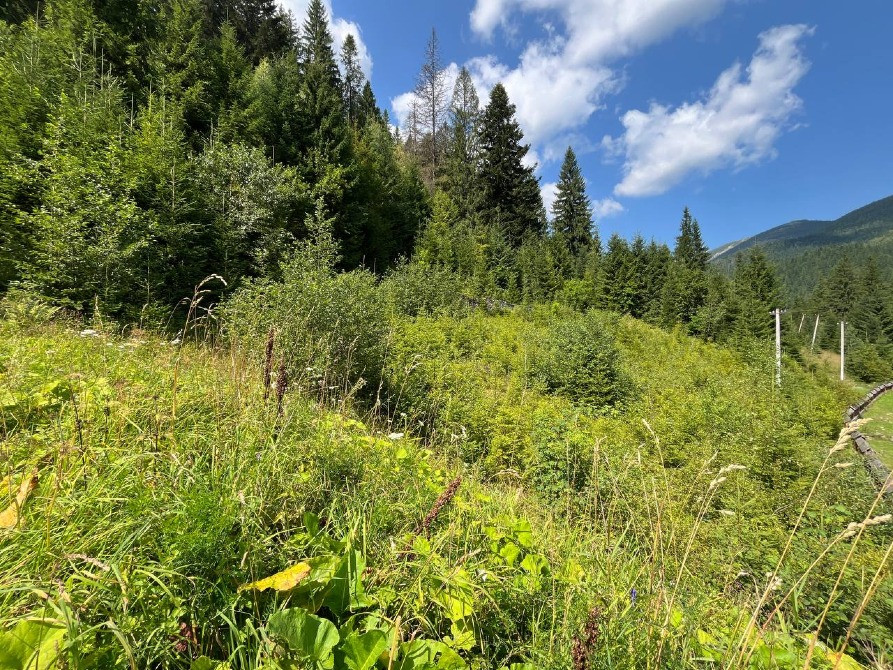 Земельна ділянка в Татарові біля водоспаду Гук 0.25 га Яремче - зображення 8