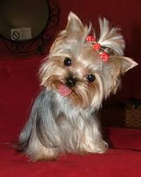 Йоркширський тепер щенки Киев - изображение 1