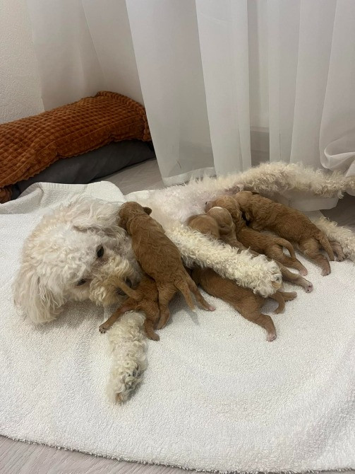 Мальтипу Девочка карамель бебифейс Веселая игривая смышленая, красивая Киев - изображение 6