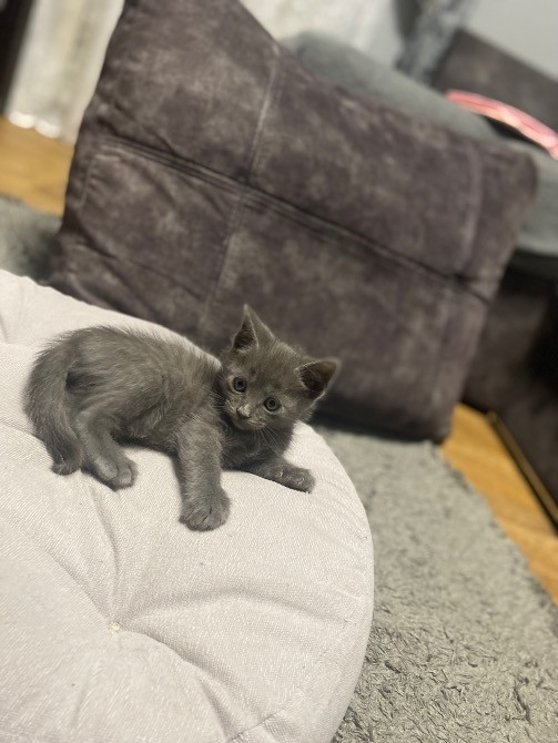 Віддам в турботливі та люблячі руки милих котиків Черкаси - зображення 1