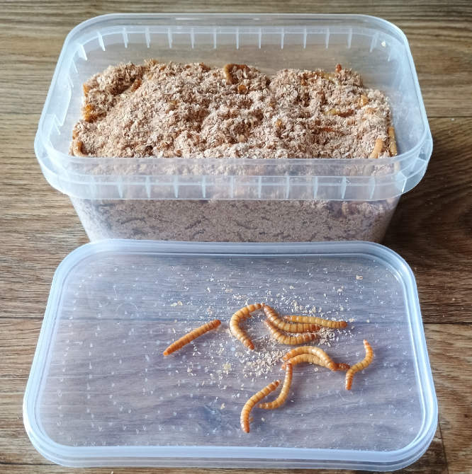 Мучной червь живой 500 штук, мучной хрущак, мучник, кормовые насекомые Київ - зображення 1