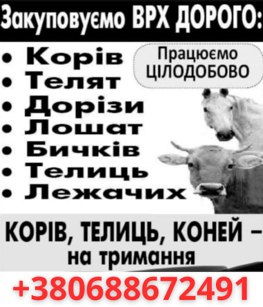 Купуємо корів, телиць, коней Житомир
