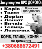 Купуємо корів, телиць, коней Житомир