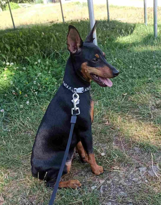 Цуценята цвергпінчера Бориспіль - зображення 2