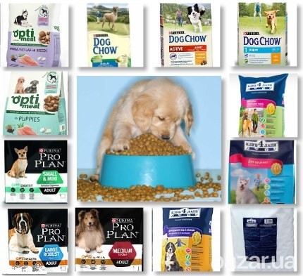 Приглашаем в Сумской областной КЛУБ СОБАКОВОДСТВА Суми - зображення 6