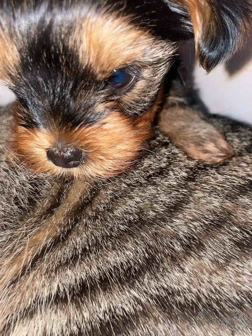 Міні йорки Коростишів - зображення 10