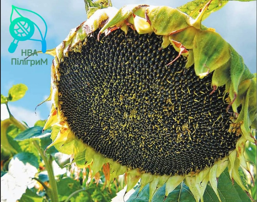 один з кращих вітчизняних гібридів під гранстар "Флокс" Винница - изображение 6