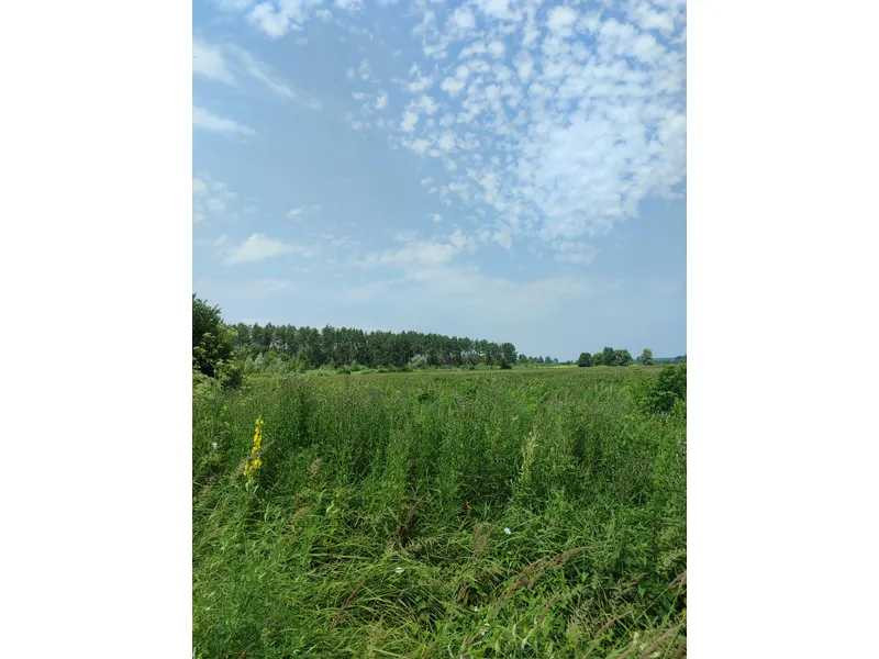 продажа земля сельскохозяйственного назначения Бородянский, Озера, 16265154 грн.  - зображення 9