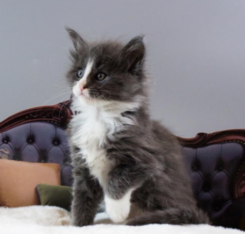 Мейн-кун кошенята від розплідника Kust Kalyny Винница - изображение 2