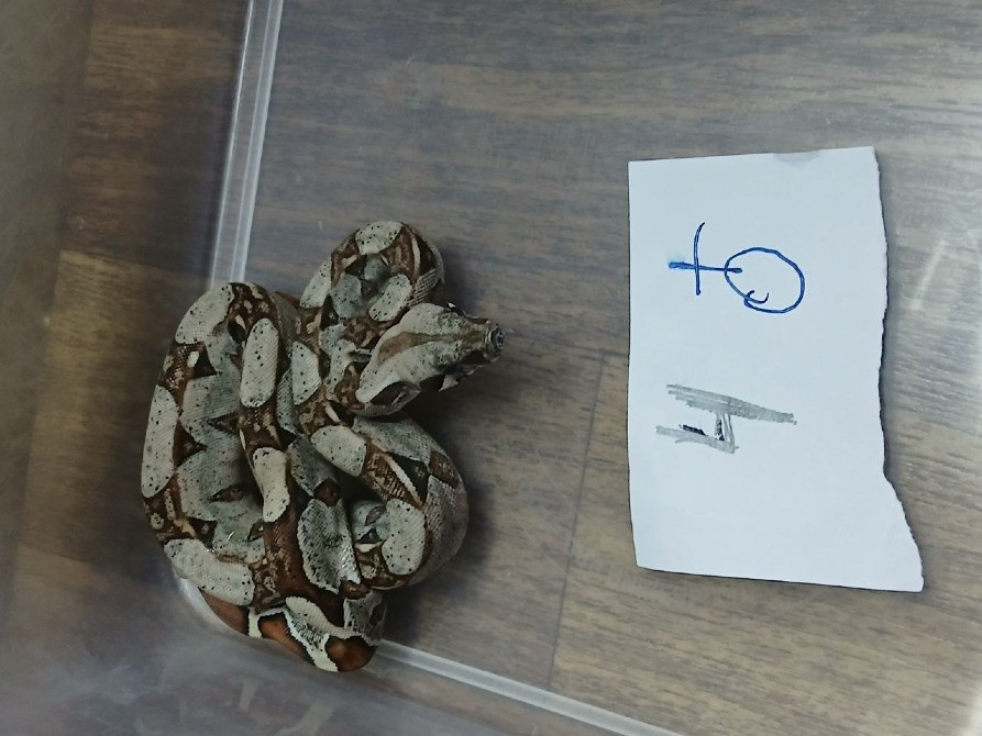 Продам маленьких удавчиков Харків - зображення 2