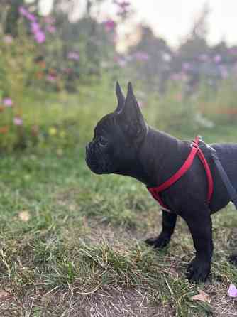 Продам цуценя французький бульдог КСУ з документами Киев