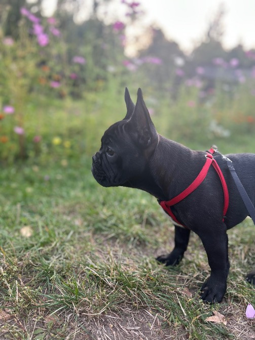 Продам цуценя французький бульдог КСУ з документами Киев - изображение 3