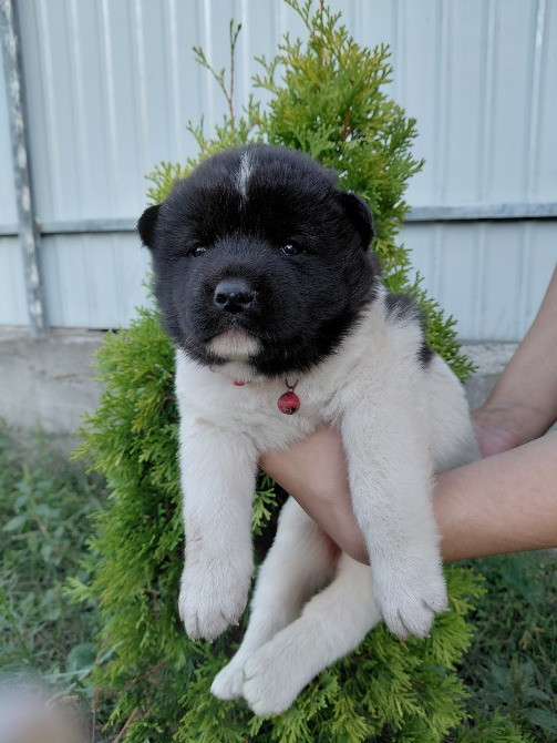 Продам цуценят американської акіти Кропивницький - зображення 1