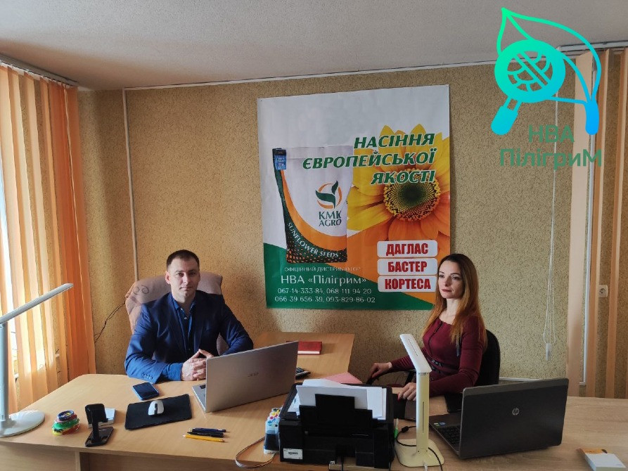 семена подсолнечника "Флокс" 50 гр гранстара. 7+ Заразиха+ видео обзоры клиентов Днепр - изображение 4