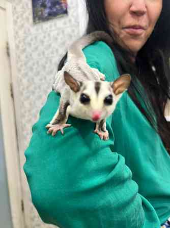 Малыши летающей белки летяги Киев