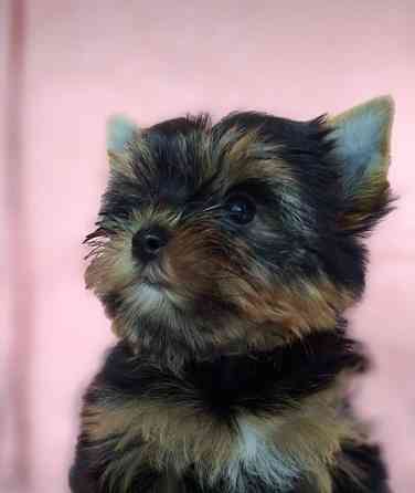 Йорко - малята у пошуку родини Одеса