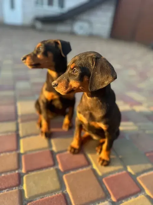 Доберман Рокитне - зображення 2