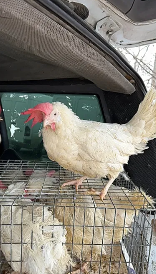 Кури несучки річні білі червоні Одеса - зображення 2
