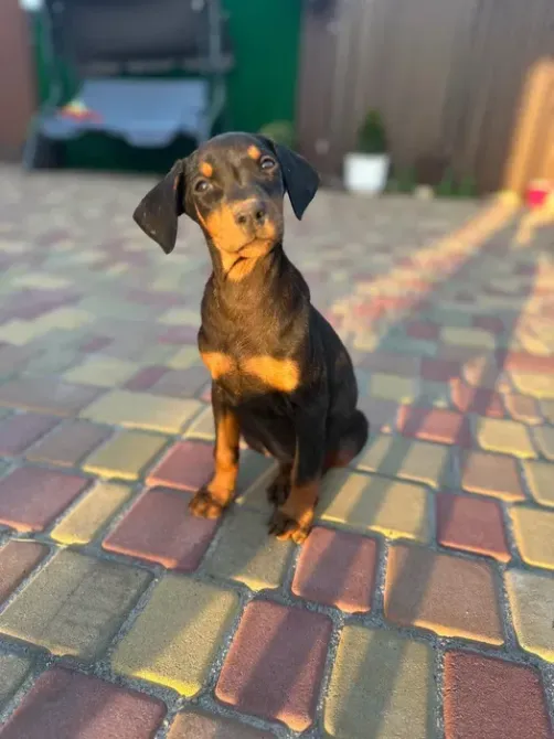 Доберман Рокитне - зображення 3