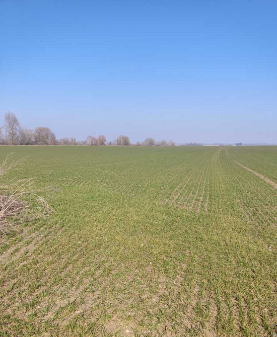 продажа земля сельскохозяйственного назначения Бориспольский, Вороньков, 256652 грн.  - зображення 4