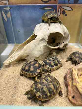 Середньоазіатська сухопутна черепаха Київ