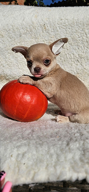 Чіхуахуа Київ - зображення 2