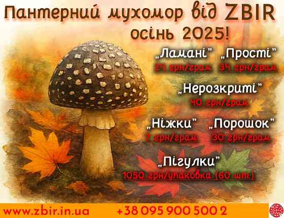 Мухомор ПАНТЕРНИЙ (Amanita Pantherina), сушені КАПЕЛЮШКИ від ZBIR, сезон 2025 Полтава