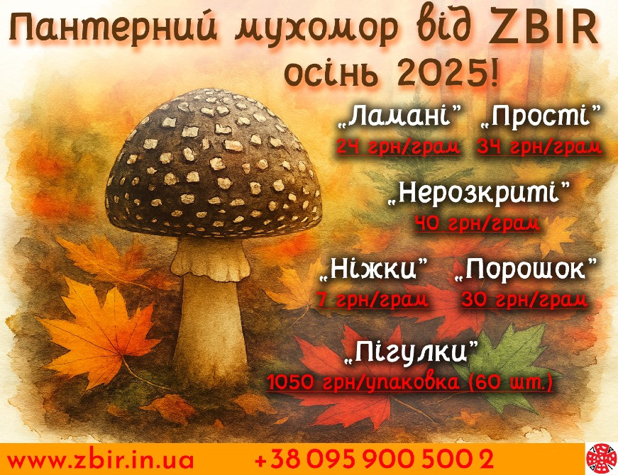 Мухомор ПАНТЕРНИЙ (Amanita Pantherina), сушені КАПЕЛЮШКИ від ZBIR, сезон 2025 Полтава - изображение 5