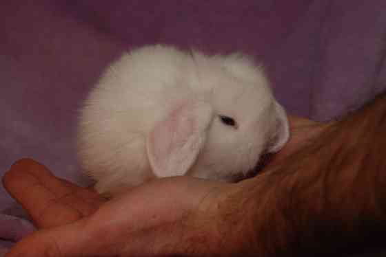 Карликовые декоративные кролики Київ