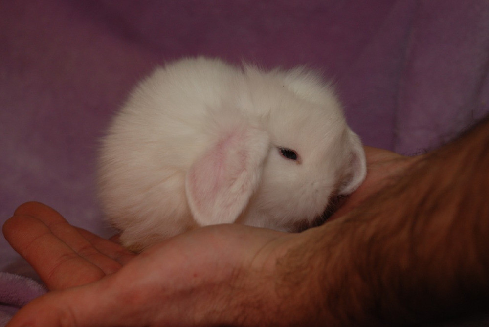 Карликовые декоративные кролики Київ - зображення 1