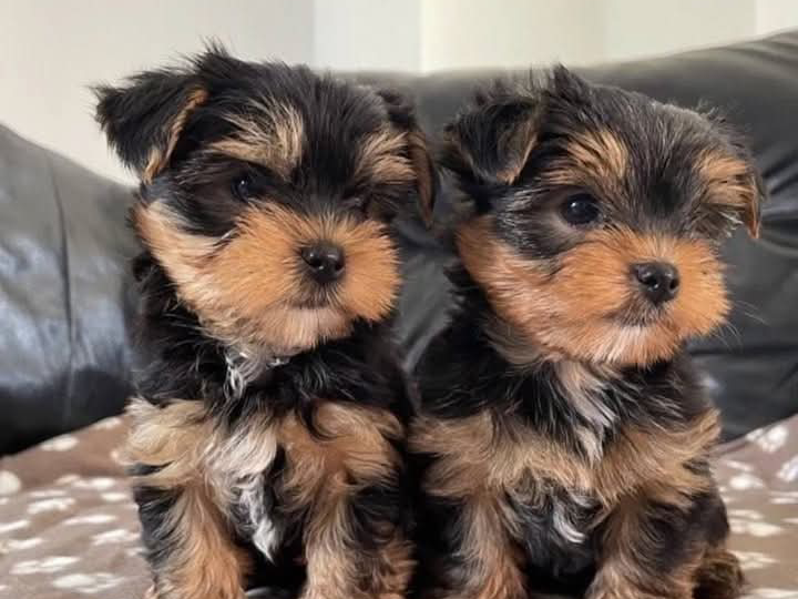 Цуценята йоркширський тер'єр Киев - изображение 1