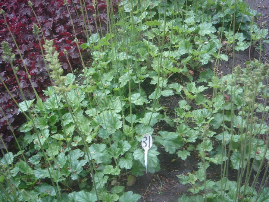 продам гейхеру Киев - изображение 5