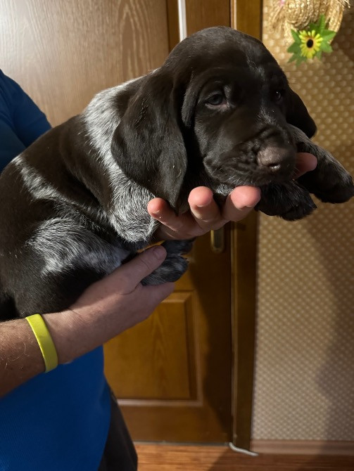 Продам цуценят Драатхар Запоріжжя - зображення 7