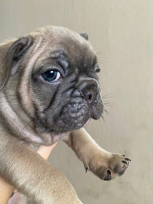 Продам собачек Кропивницкий - изображение 4