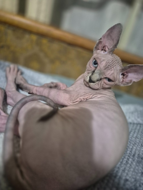 Кошеня Канадський сфінкс Одеса - зображення 5