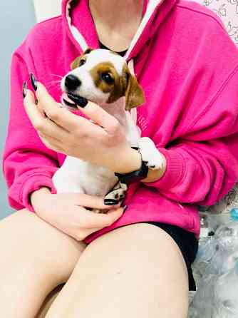 Щеночек Джек Рассел терьер Київ