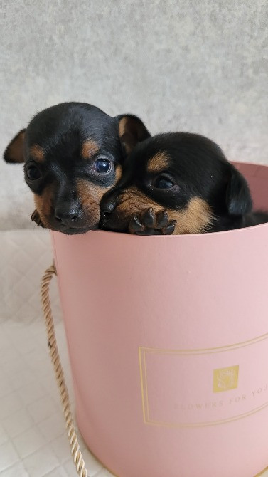 Той те'рєр щеннята Львів - зображення 9