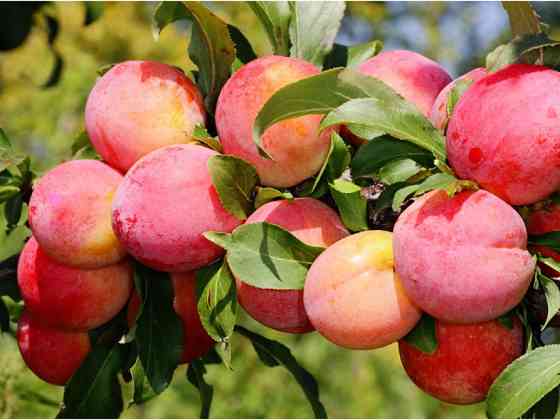 Продам саджанці слив Сквира