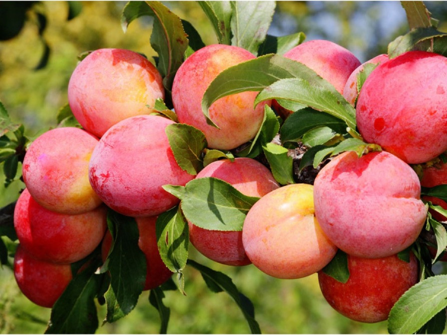 Продам саджанці слив Сквира - изображение 6