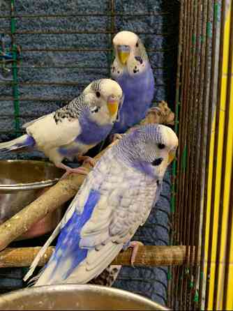 Хвилясті Чехи папуги, яскраві, веселі і кмітливі Киев