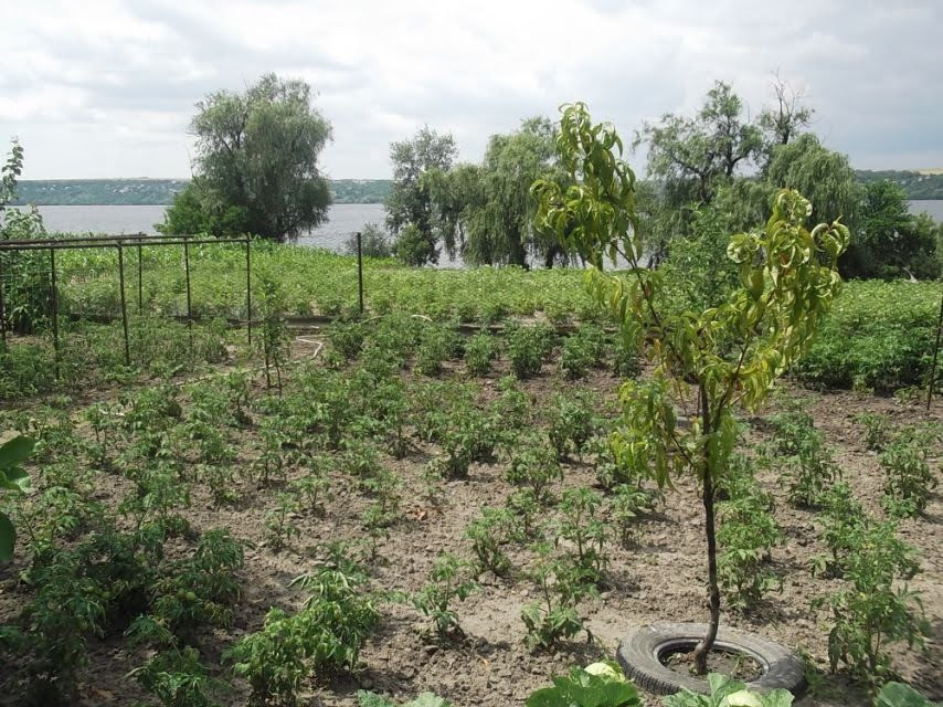 Продам будинок на березі Дніпра власний берег річки 25 соток землі Дніпро - зображення 3