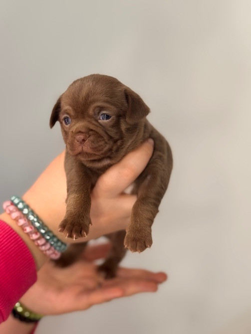 Чихуахуа Каменец-Подольский - изображение 4