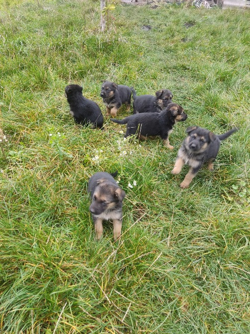 Продам цуценят німецької вівчарки, дівчатка. Луцьк - зображення 2